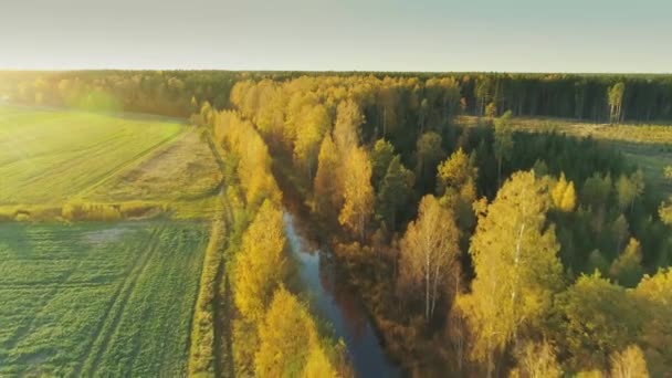 Sarı sonbahar orman 4k drone uçuş Sigulda şehir Letonya - Video, Çekim