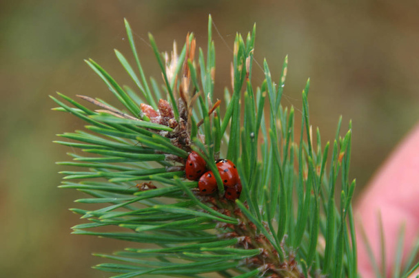 Las mariquitas duermen entre agujas de pino verde. Insectos durante el invierno
. - Foto, imagen