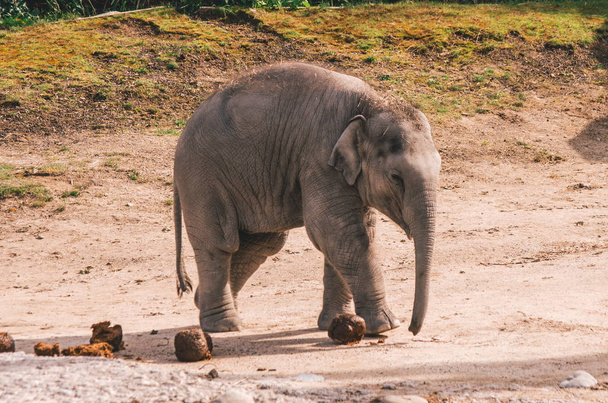 Elefant in Gefangenschaft streift durch Zoo - Foto, Bild