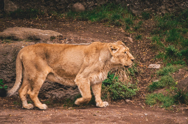 Dişi aslan hayvanat bahçesinde dolaşım - Fotoğraf, Görsel