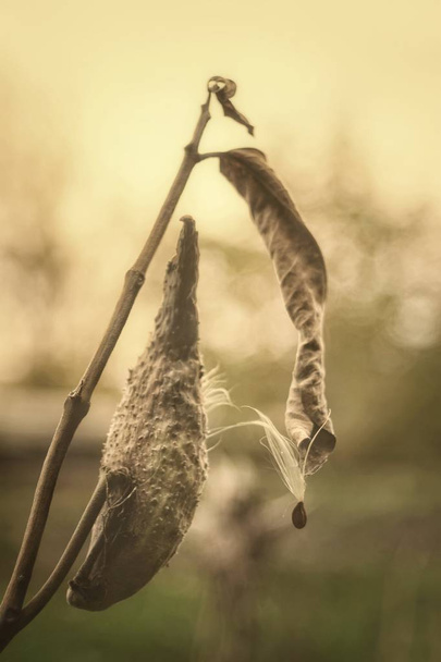 vatochnik oder asclepius Pflanze. es sieht aus wie eine Gurke, hat Samen mit Daunen, die vom Wind getragen werden.  - Foto, Bild