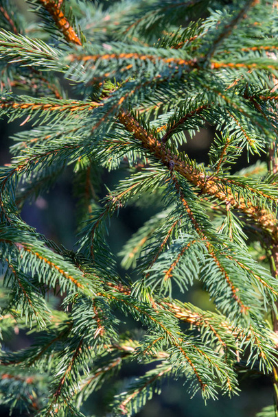 Green Christmas tree closeup. Coniferous forest background. Spruce needles close up. Fresh young plant. Evergreen trees background. Winter trees macro. Beautiful conifer branches on sunny day. - Photo, Image