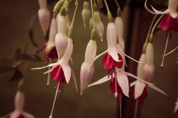 Kırmızı ve Beyaz Fuşya çiçek bitki asılı - Fotoğraf, Görsel