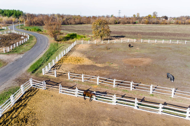 Group of thoroughbred horses walking and grazing in paddock near stable. Long evening afternoon shadow. Beautiful animals at farm or ranch. Aerial top view from drone. - Фото, изображение
