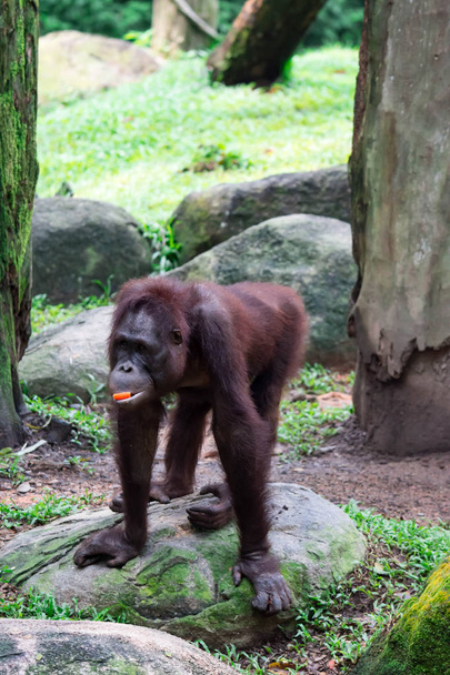 Un chimpancé común Pan trogloditas mientras camina y come frutas en un zoológico. Una colorida foto de vida silvestre
 - Foto, Imagen
