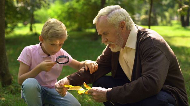 Boy looks at leaf through magnifying glass, granddad helps to explore world - Footage, Video