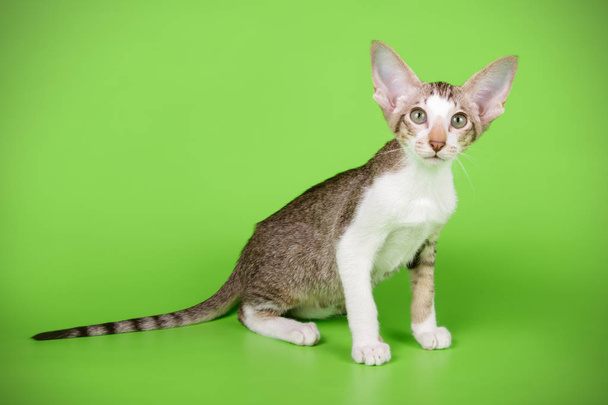 Studiofotografie van een Oosterse kat op een gekleurde achtergrond - Foto, afbeelding