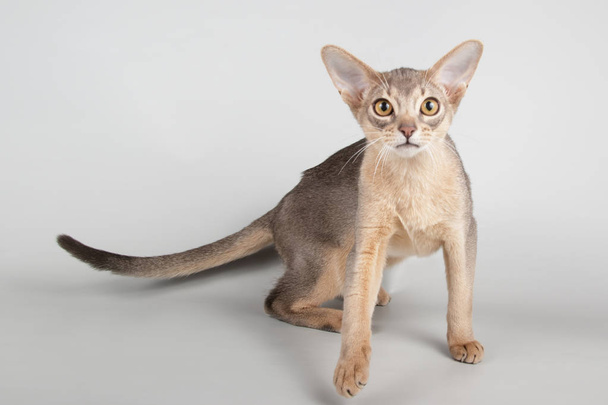 Studio photography of an abyssinian cat on colored backgrounds  - Photo, Image