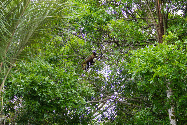 Mono capuchino copetudo sobre la naturaleza en Pantanal, Brasil. Vida silvestre brasileña. Sapajus apella
 - Foto, imagen