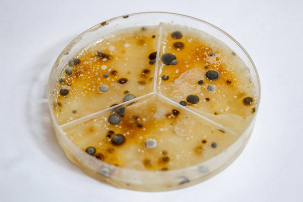 さまざまな細菌の種類の長い間の成長を示すペトリ皿のクローズ アップ - 写真・画像