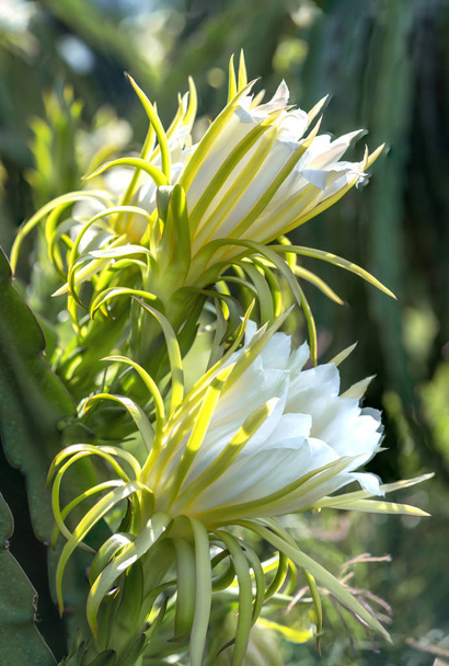 Цветок дракона на органической ферме. Этот цветок цветет через 4 дня, если опыление пройдет и слева, это вид солнцелюбивого растения, выращенного в соответствующую жару - Фото, изображение