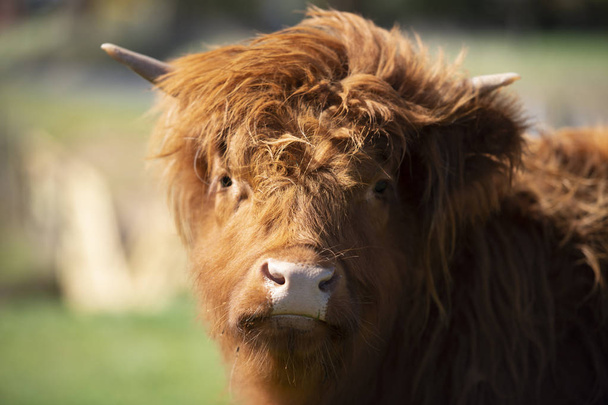 Highland cow on the farm during the day - Foto, Bild