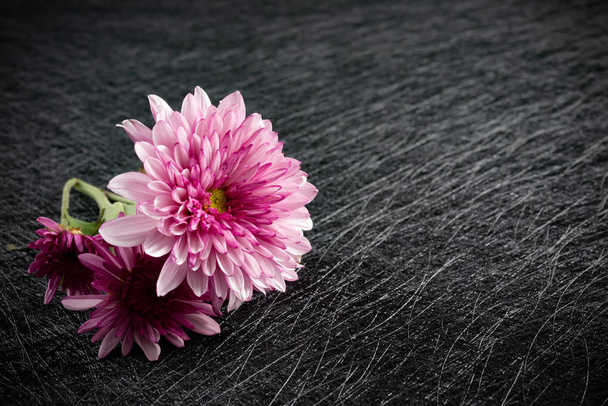 Lila kasımpatı çiçeği koyu arka plan üzerinde - Fotoğraf, Görsel