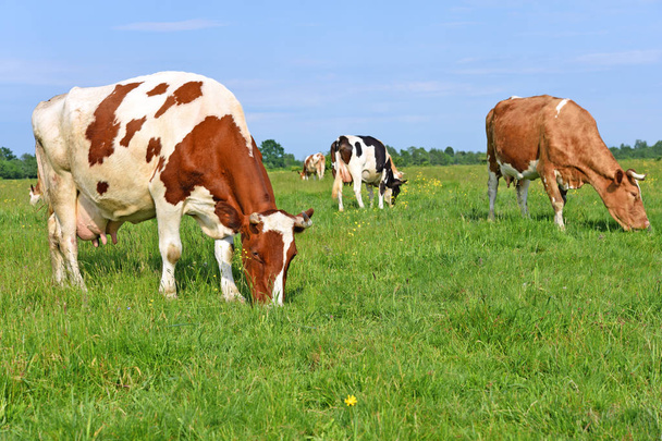 Vaches sur un pâturage d'été - Photo, image