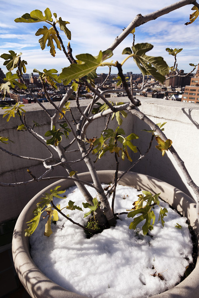Impianto invernale con Skyline al West Village Manhattan New York
 - Foto, immagini