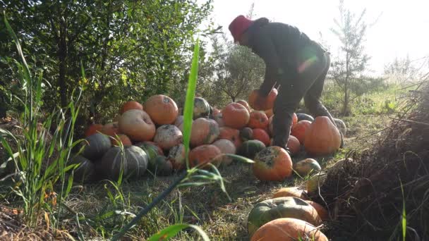 Dojrzały mężczyzna rolnik zbieranie dyń jesienią na polach uprawnych, w jego gospodarstwie - Materiał filmowy, wideo