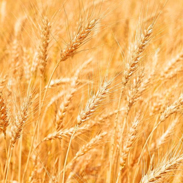 Зерновое поле в сельской местности
 - Фото, изображение