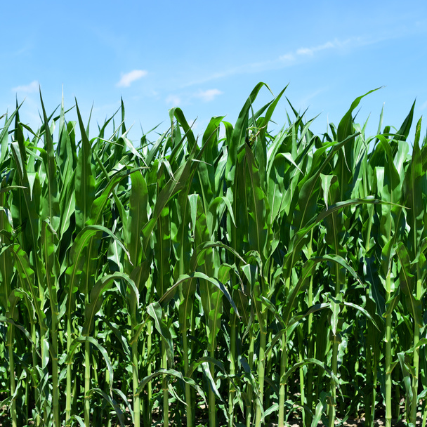 Young corn in the rural landscape - Photo, Image