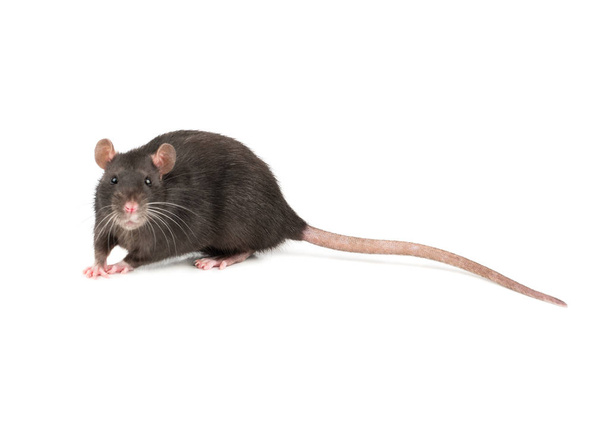 niedliche graue Ratte isoliert auf weißem Hintergrund - Foto, Bild