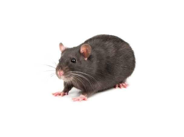 mignon rat gris isolé sur fond blanc
 - Photo, image