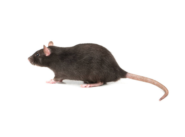 Rat renifle l'air sur un fond blanc
 - Photo, image