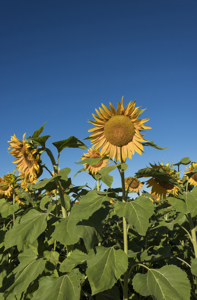 Slunečnice v srpnu - Fotografie, Obrázek
