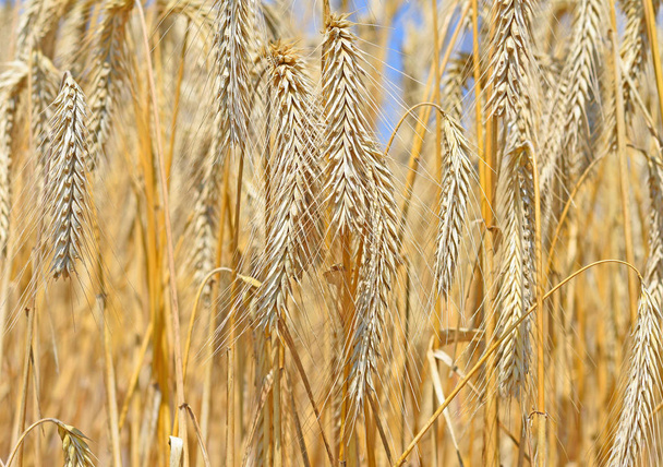 Grain field in the rural landscape - Photo, Image