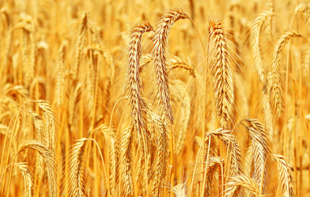 Campo de grano en el paisaje rural
 - Foto, Imagen