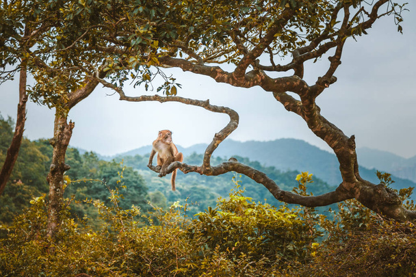 Mono en un árbol en un bosque, Hong Kong
 - Foto, imagen
