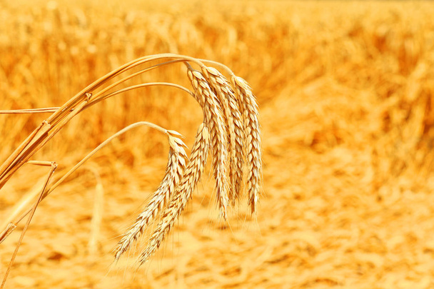 Kırsal manzara alanında tahıl.  - Fotoğraf, Görsel