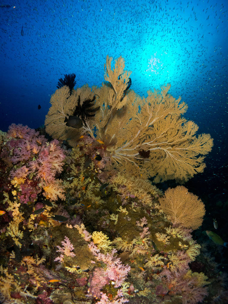 Koralli meren alla
 - Valokuva, kuva