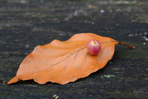 Eski koyu meşe masada, tek yaprak, yerleştirilen kayın sonbahar yaprak withone safra Midge'in veya Safra tatarcık 's cocoon görünümü kapatın - Fotoğraf, Görsel