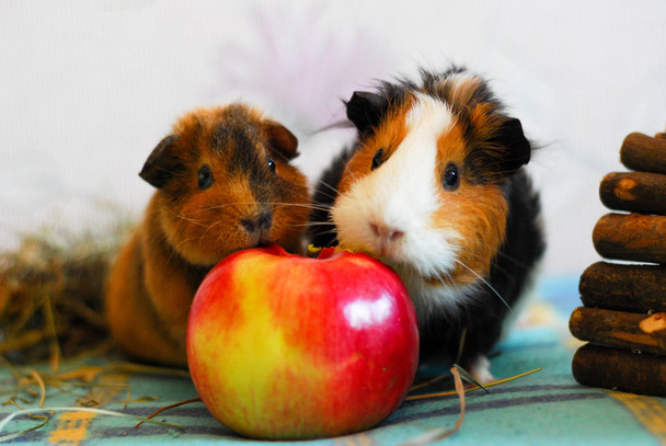 Zwei Meerschweinchen essen einen Apfel. Haustier. Hamsterporträt. - Foto, Bild