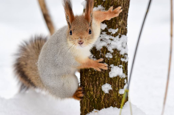 Squirrel Sits on a snowy tree trunk - Photo, Image