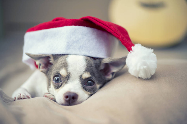 Веселого Різдва. Трохи милий собака з Санта-капелюхом на ліжку. Свято фону
. - Фото, зображення
