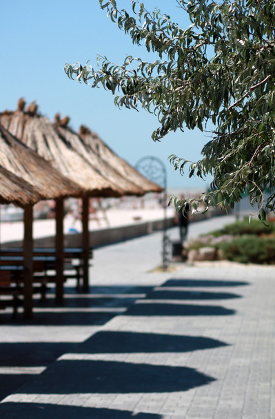 Deniz cehri şube karşı bir yaz sahil mesire - Fotoğraf, Görsel