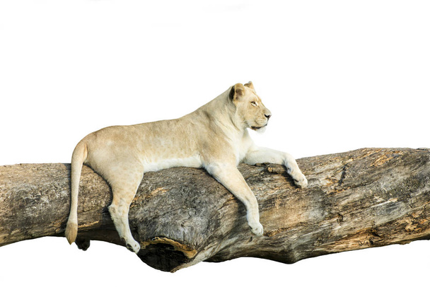 White female lion resting on a tree branch isolated on white. - Photo, Image