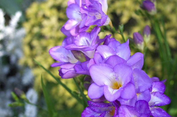 violetti freesia
 - Valokuva, kuva