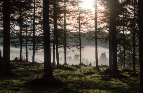 prachtige bomen door een prachtige mist op het gebied van de vallei. De boomtoppen uitsteken van de mist. Reizen in de mist. Concept Spanje reizen. Euskadi natuurlijke park van Gorbea. - Foto, afbeelding