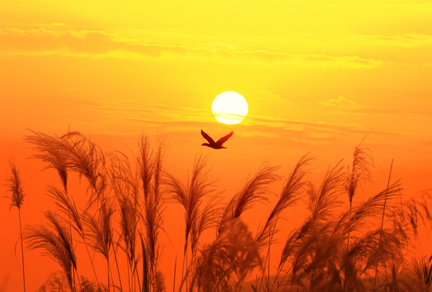 bulrushes tegen zonlicht over hemel achtergrond in zonsondergang met een flighting vogel - Foto, afbeelding