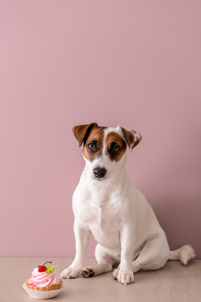 Cute funny dog with cake near color wall - Photo, Image