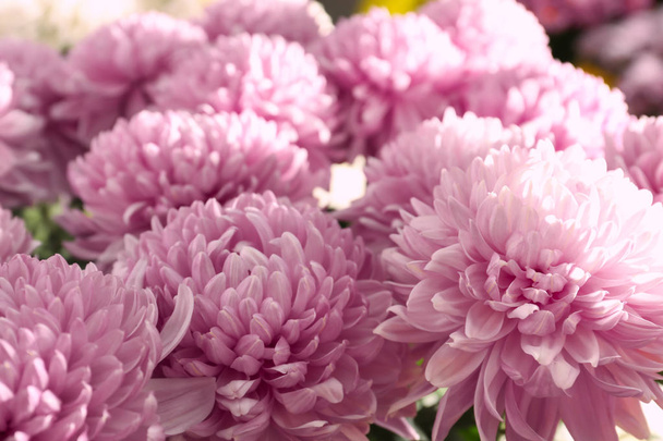 Beaucoup de belles fleurs de chrysanthème - Photo, image