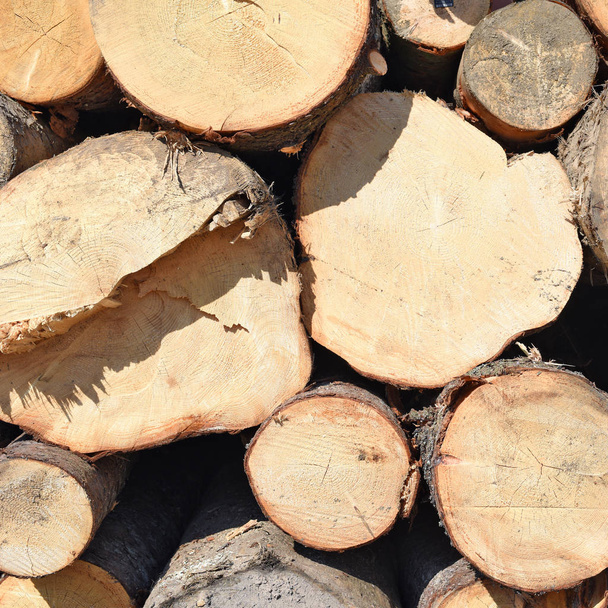Підготовка та складування деревини в індустріальному ландшафті
. - Фото, зображення