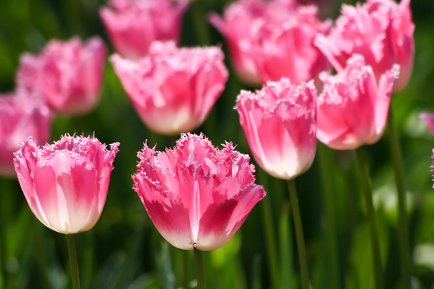 pink tulip flowers - Foto, Imagem