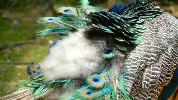 Elegante pájaro exótico salvaje, plumas artísticas de colores. Primer plano de plumaje con textura de pavo real. Peafowl verde indio volador
 - Imágenes, Vídeo