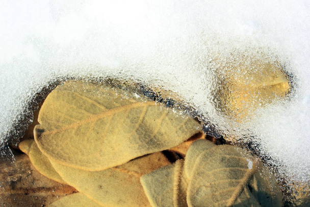 Roślina Dziewanna Verbascum thapsus i śnieg - Zdjęcie, obraz