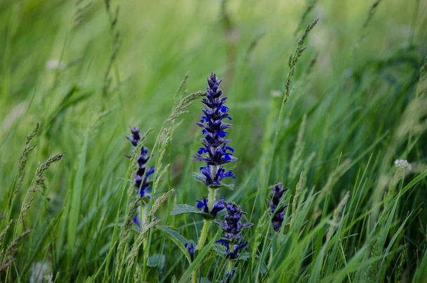  verão, natureza, prado selvagem, flores azuis
 - Foto, Imagem