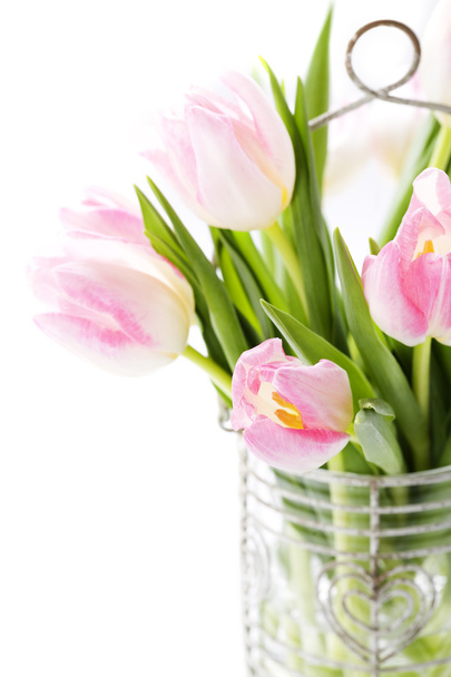 Fresh tulips - 写真・画像