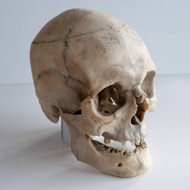 Анатомический настоящий человеческий череп, крупным планом. Угол обзора три четверти
. - Фото, изображение