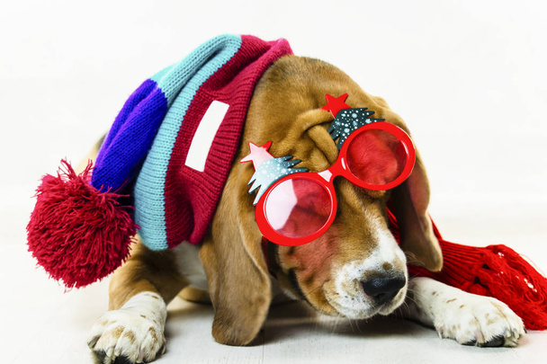 leuke en grappige beagle hond in hoed en bril op de vloer - Foto, afbeelding